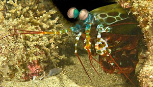Mantis shrimp in Sodwana, South Africa by Charles Wright 